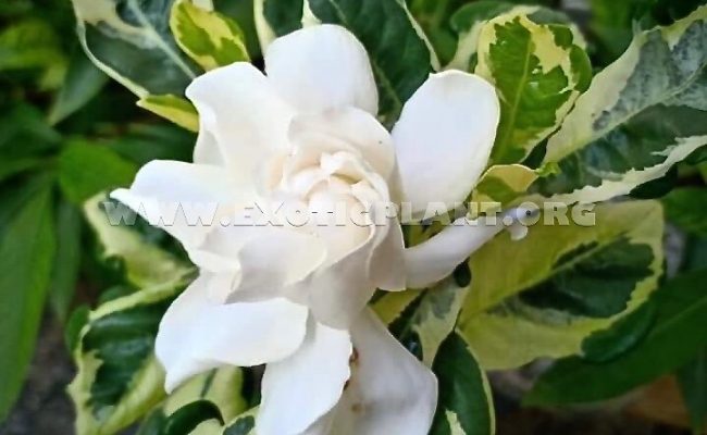 Gardenia angusta variegated flower