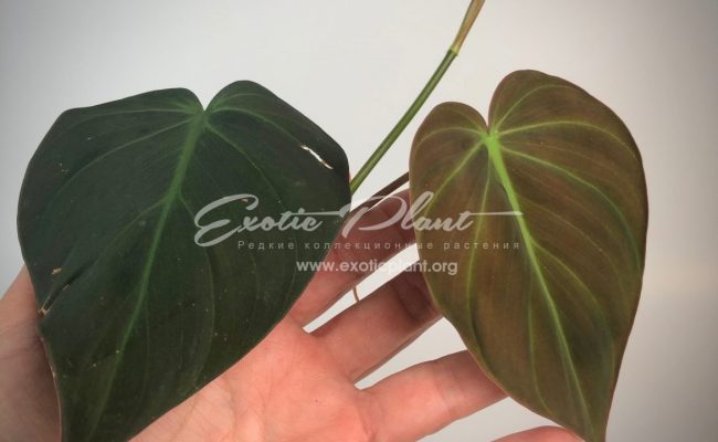 Philodendron Lupinum #2 65