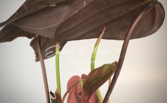 Philodendron Lupinum #4 80