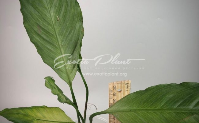 Spathiphyllum blandum Spilt Milk#1 25