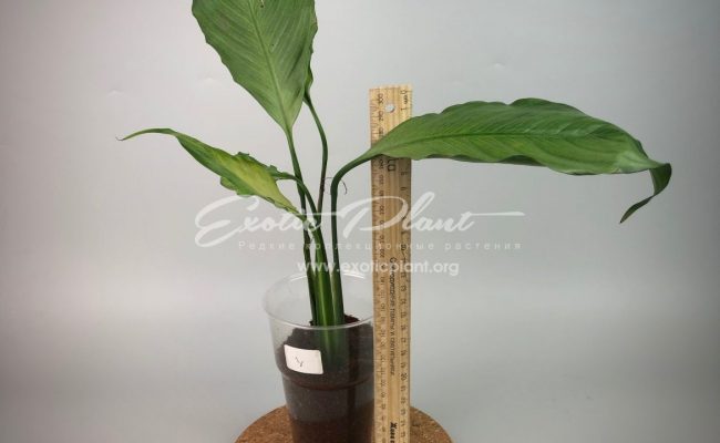Spathiphyllum blandum Spilt Milk#1 25