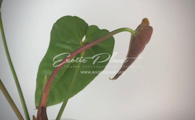 anthurium callense 150