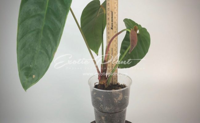 anthurium callense 150