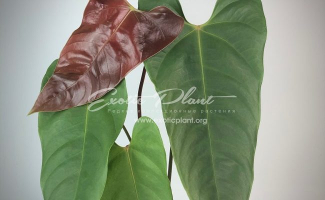 anthurium callense 250