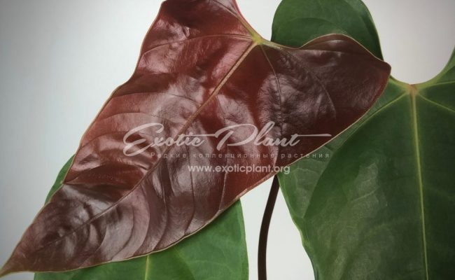 anthurium callense 250