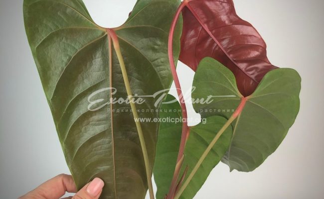 anthurium callense 250