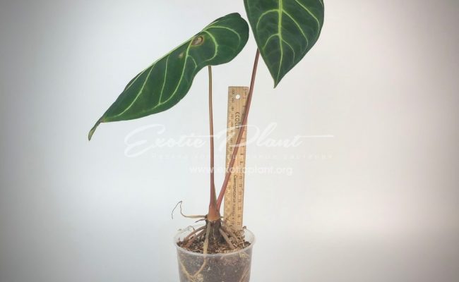 anthurium regale 150