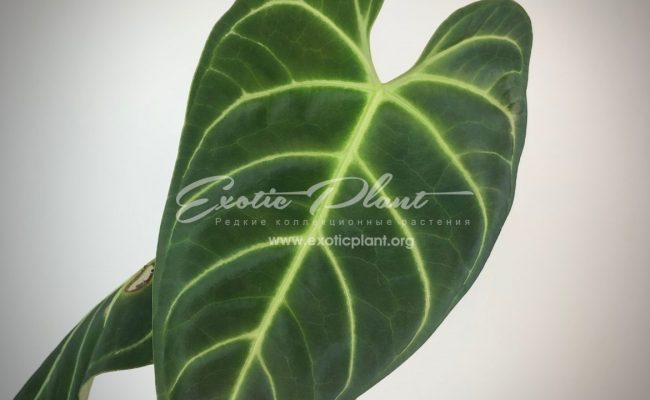 anthurium regale 150