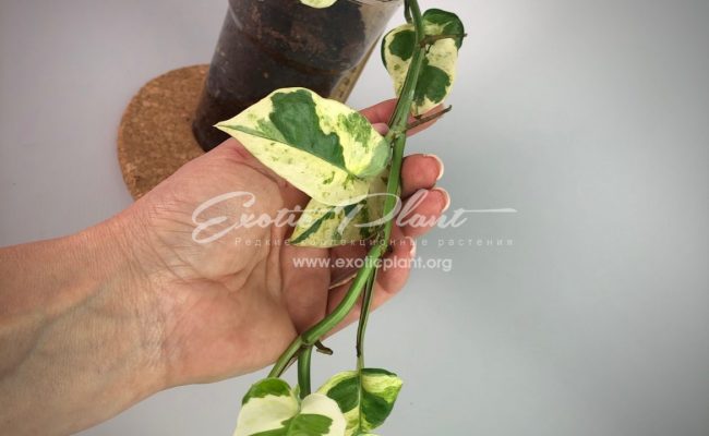 epipremnum sp cv Wow big and wave leave : эпипремнум Вау, большие волнистые листья) #1 50-100