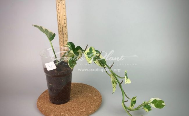 epipremnum sp cv Wow big and wave leave : эпипремнум Вау, большие волнистые листья) #1 50-100
