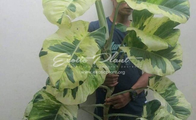 epipremnum sp cv Wow big and wave leave : эпипремнум Вау, большие волнистые листья) 100