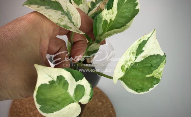 epipremnum sp cv Wow big and wave leave : эпипремнум Вау, большие волнистые листья) #2 50-100