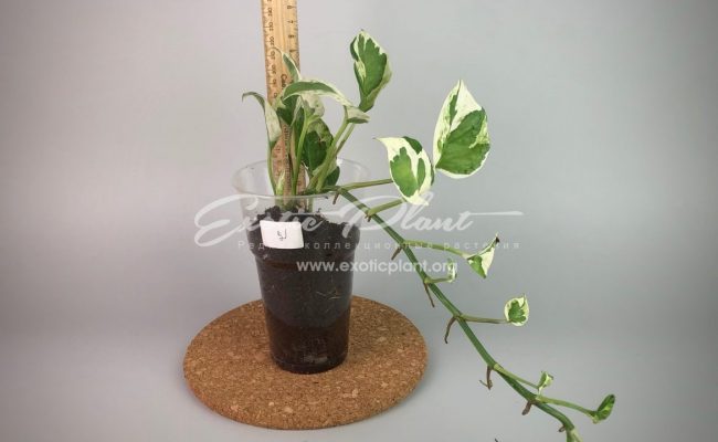 epipremnum sp cv Wow big and wave leave : эпипремнум Вау, большие волнистые листья) #2 50-100