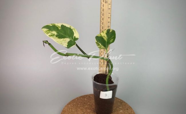 epipremnum sp cv Wow big and wave leave : эпипремнум Вау, большие волнистые листья) #3 50-100