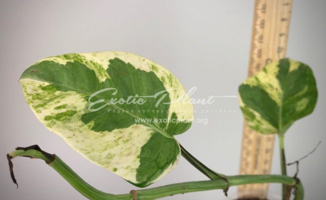 epipremnum sp cv Wow big and wave leave : эпипремнум Вау, большие волнистые листья) #3 50-100