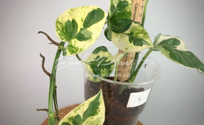 epipremnum sp cv Wow big and wave leave : эпипремнум Вау, большие волнистые листья) #4 50-100