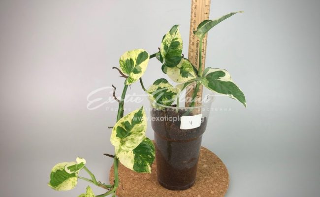 epipremnum sp cv Wow big and wave leave : эпипремнум Вау, большие волнистые листья) #4 50-100