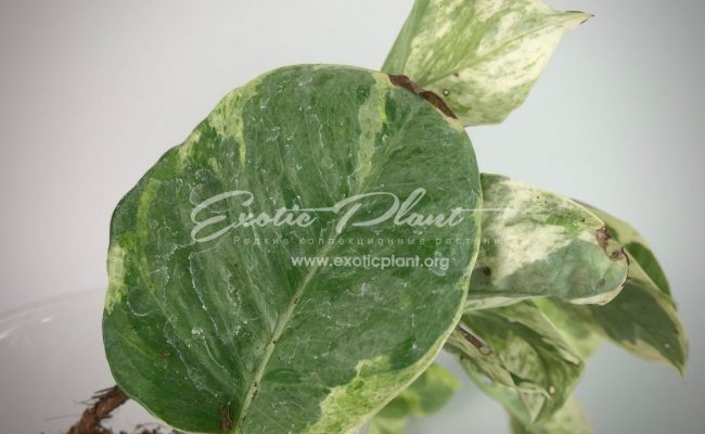 epipremnum sp cv Wow big and wave leave : эпипремнум Вау, большие волнистые листья) #6 50-100