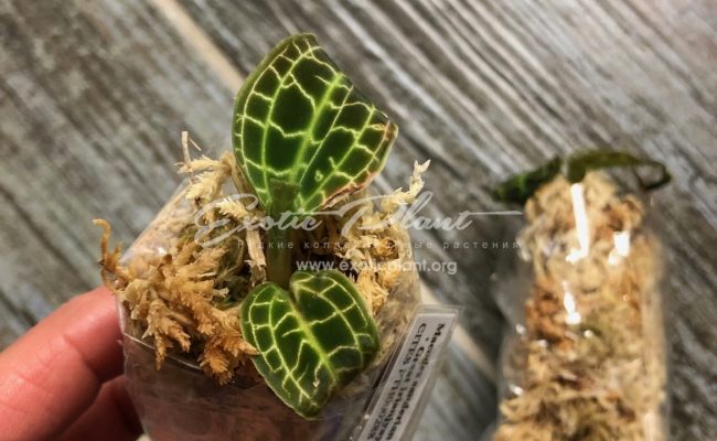 macodes sandersiana_0669