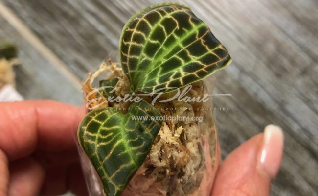 macodes sandersiana_0670