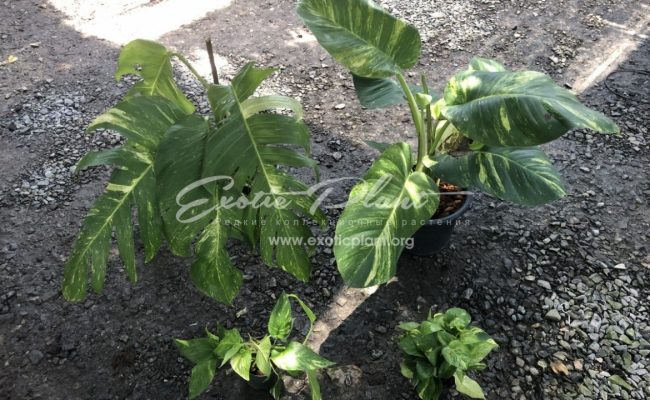 monstera sp undetermined yellow variegated (left) and Epipremnum aureum GIANT GOLDEN POTHOS (right)