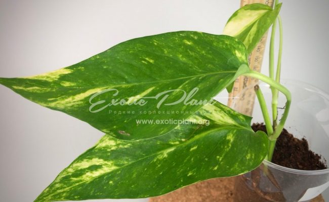 monstera sp undetermined yellow variegated#3 35-100