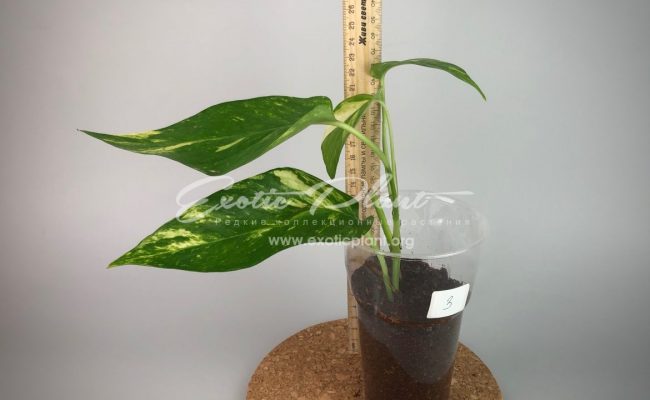 monstera sp undetermined yellow variegated#3 35-100