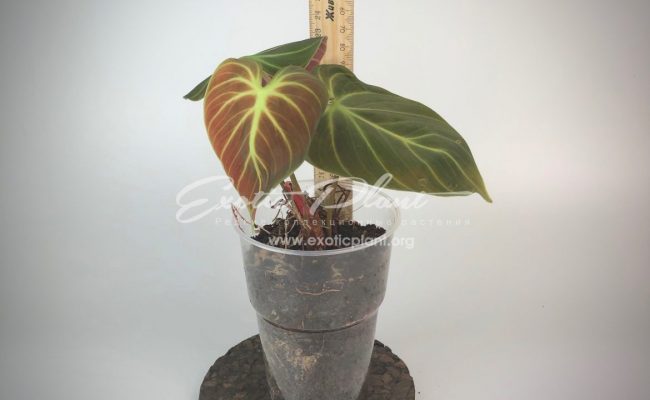 philodendron luxurians 250