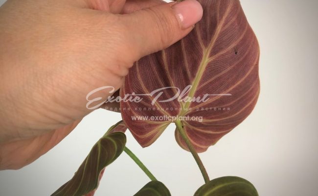 philodendron luxurians 250