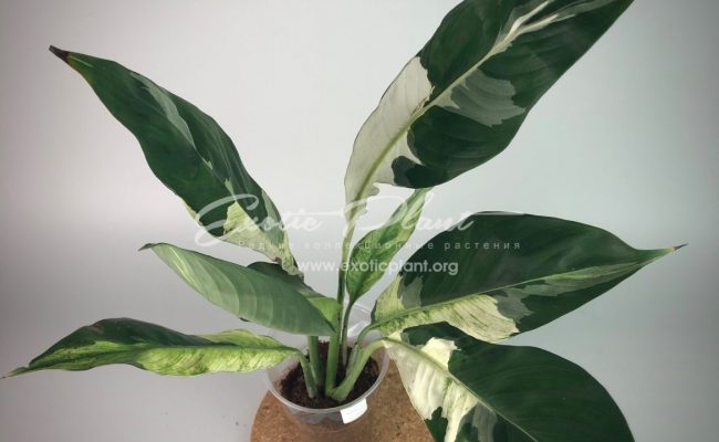 spatiphyllum Snow Cap (new) #1 75