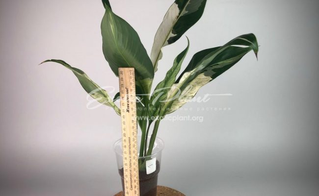 spatiphyllum Snow Cap (new) #1 75