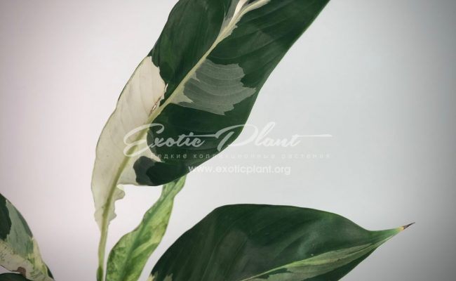 spatiphyllum Snow Cap (new) #1 75