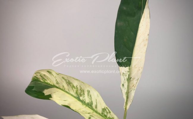 spatiphyllum Snow Cap (new) #2 70
