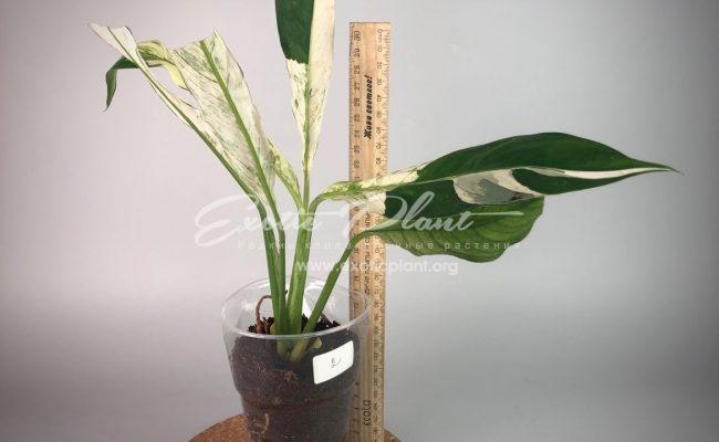 spatiphyllum Snow Cap (new) #2 70