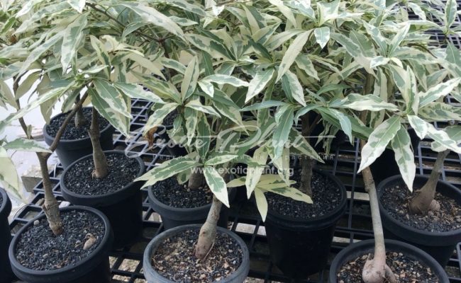 Adansonia digitata variegated 100
