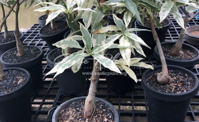 Adansonia digitata variegated 100