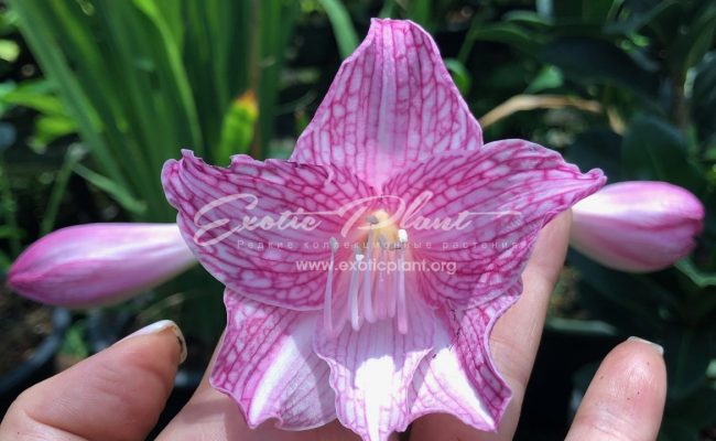 Hippeastrum reticulatum variegated 35- 100