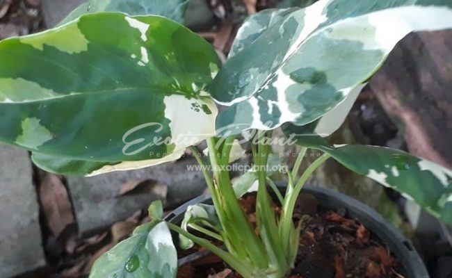 Homalomena sp (P1) 80