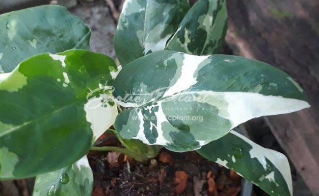Homalomena sp (P1) 80