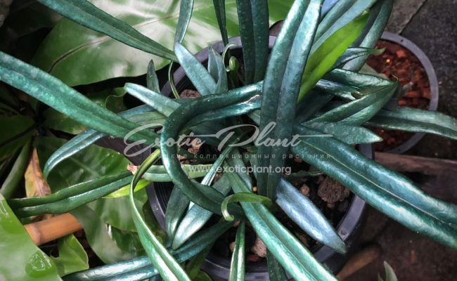 Microsorum thailandicum
