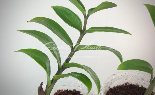 Zamioculcas zamifolia dwarf form 10