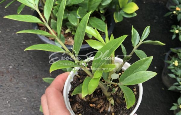 Zamioculcas zamifolia dwarf form / замиокулькас замифолия карликовая форма 12-20