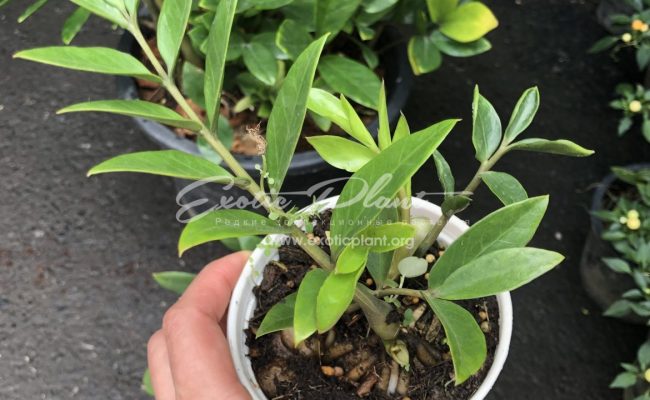 Zamioculcas zamifolia dwarf form 10