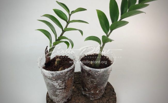 Zamioculcas zamifolia dwarf form 10