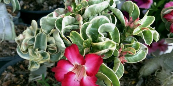 adenium ram horn variegated 1200×800