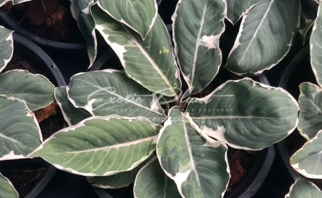 homalomena wallisii White 80-150