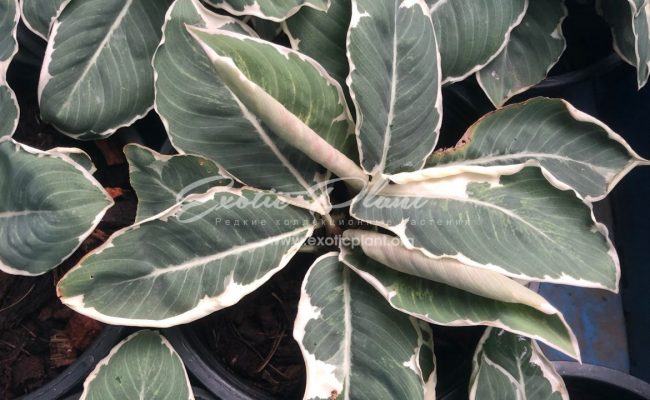 homalomena wallisii White 80-150
