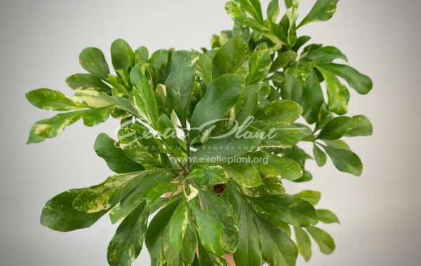 Aglaia odorata variegated / аглая одората вариегатная 50-80