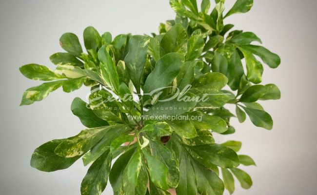 Aglaia odorata variegated 80-100