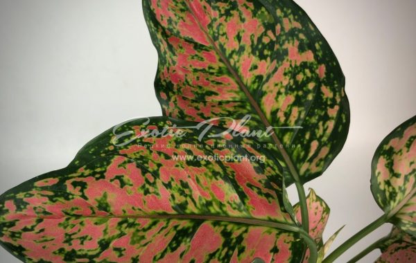 Aglaonema Jakkapat Thongkam 23
